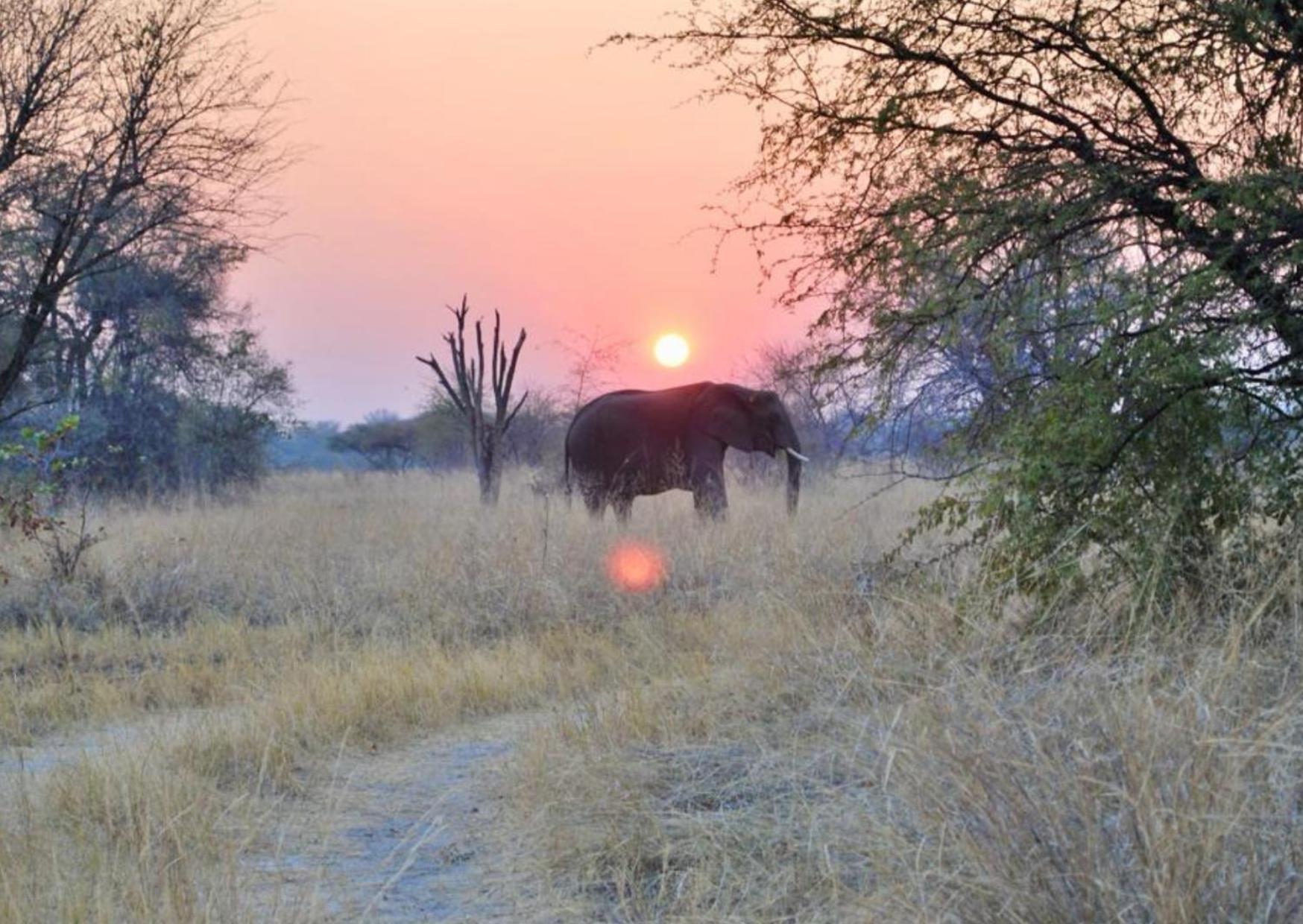 Phazama Farm Villa Maun Eksteriør billede